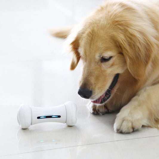 Pet Induction Interactive Toy: Endless Fun for Dogs and Cats